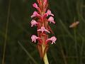 Nepal Satyrium